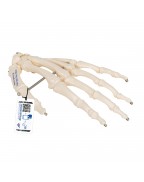 El iskeleti tel üzerine geçirilmiştir - 3B Smart Anatomy
