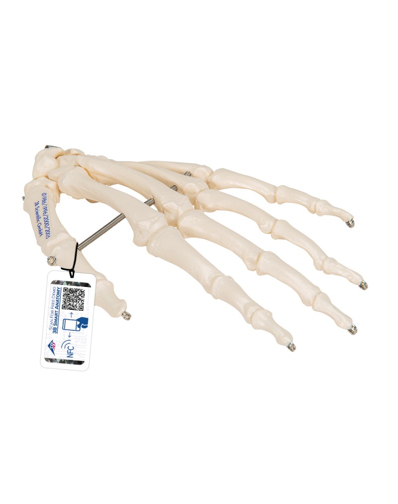 El iskeleti tel üzerine geçirilmiştir - 3B Smart Anatomy