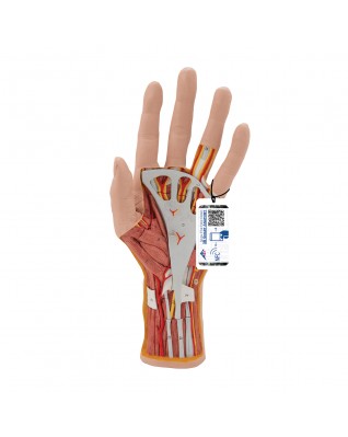 El yapısı modeli, 3 parça - 3B Smart Anatomy