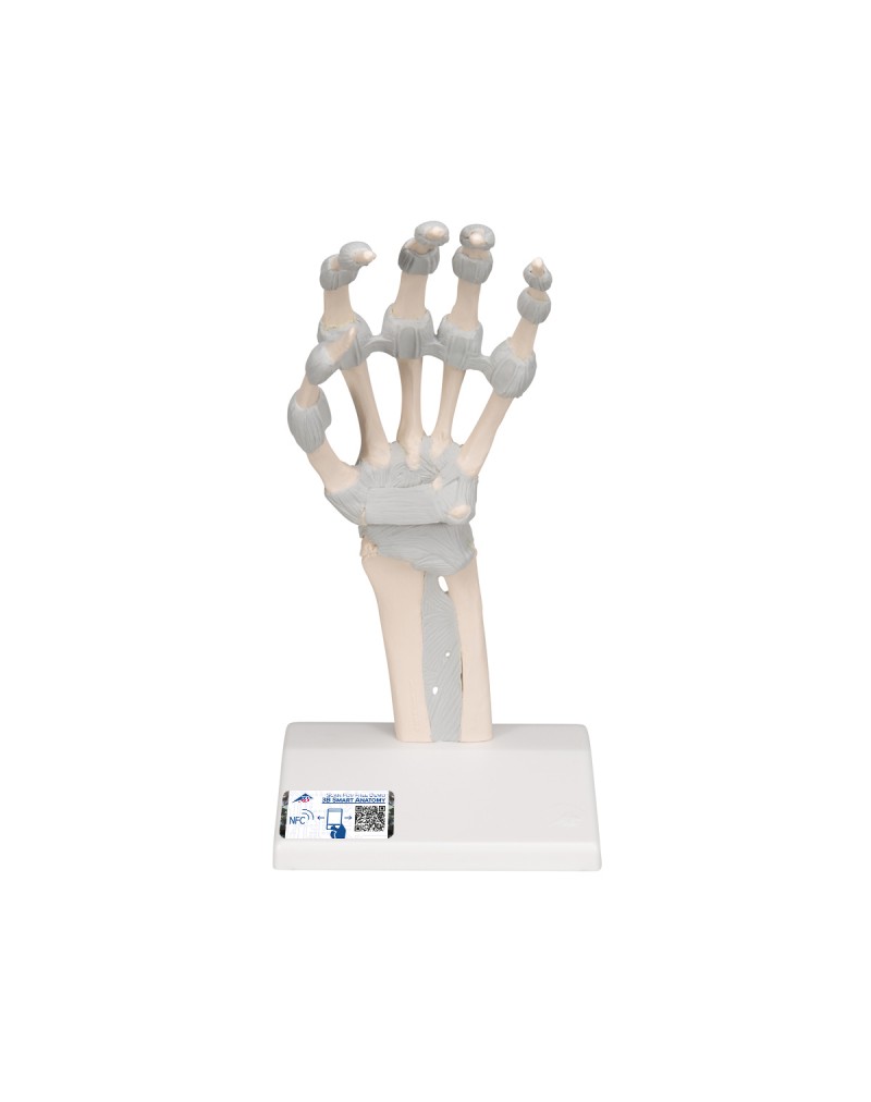 Elastik bağları ile el iskeleti - 3B Smart Anatomy