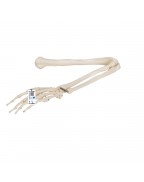 Kol iskeleti - 3B Smart Anatomy