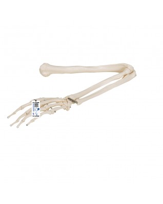 Kol iskeleti - 3B Smart Anatomy
