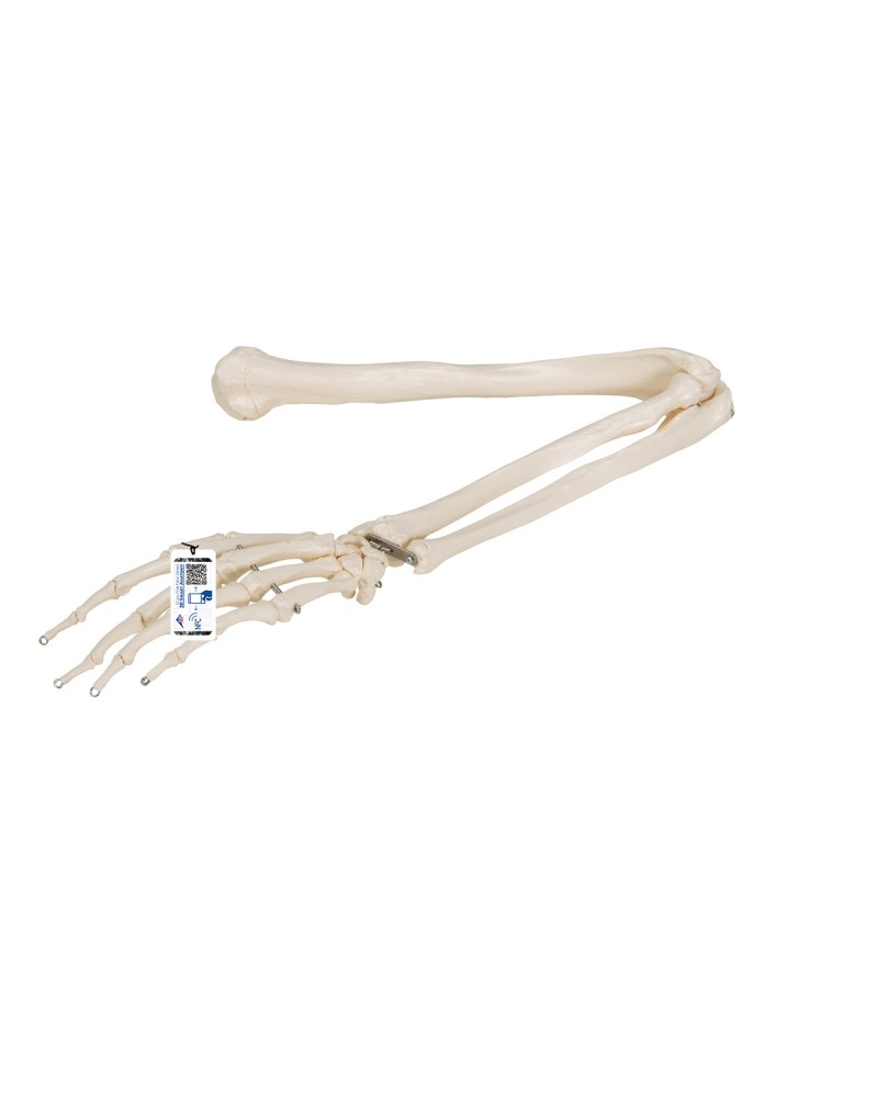 Kol iskeleti - 3B Smart Anatomy