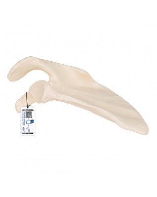 Kürek kemiği - 3B Smart Anatomy