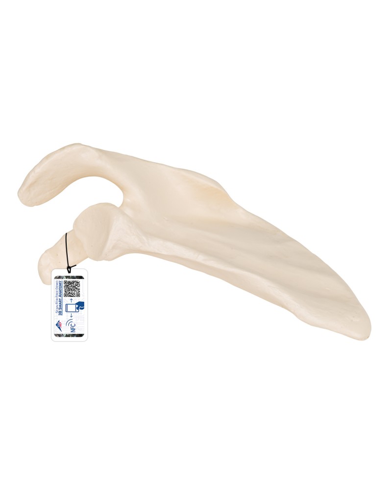 Kürek kemiği - 3B Smart Anatomy