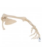 Kürek ve köprücük kemiğiyle kol iskeleti - 3B Smart Anatomy