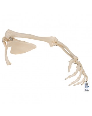 Kürek ve köprücük kemiğiyle kol iskeleti - 3B Smart Anatomy