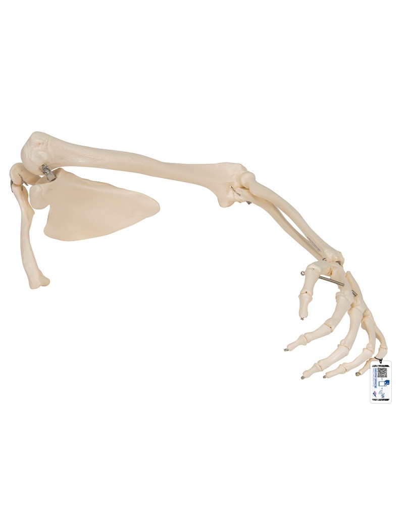 Kürek ve köprücük kemiğiyle kol iskeleti - 3B Smart Anatomy