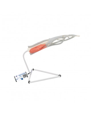 Parmak yapısal modeli - 3B Smart Anatomy