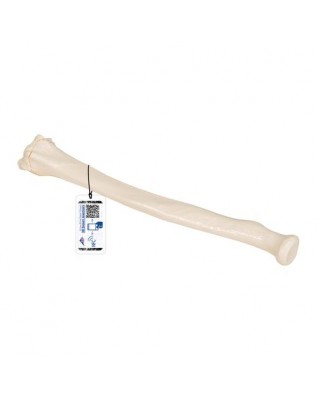 Ön kol - 3B Smart Anatomy