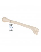 Üst kol kemikleri - 3B Smart Anatomy