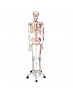 5 tekerlekli metal ayak üzerinde kasları gösteren İskelet Max A11 - 3B Smart Anatomy