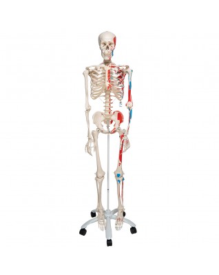 5 tekerlekli metal ayak üzerinde kasları gösteren İskelet Max A11 - 3B Smart Anatomy