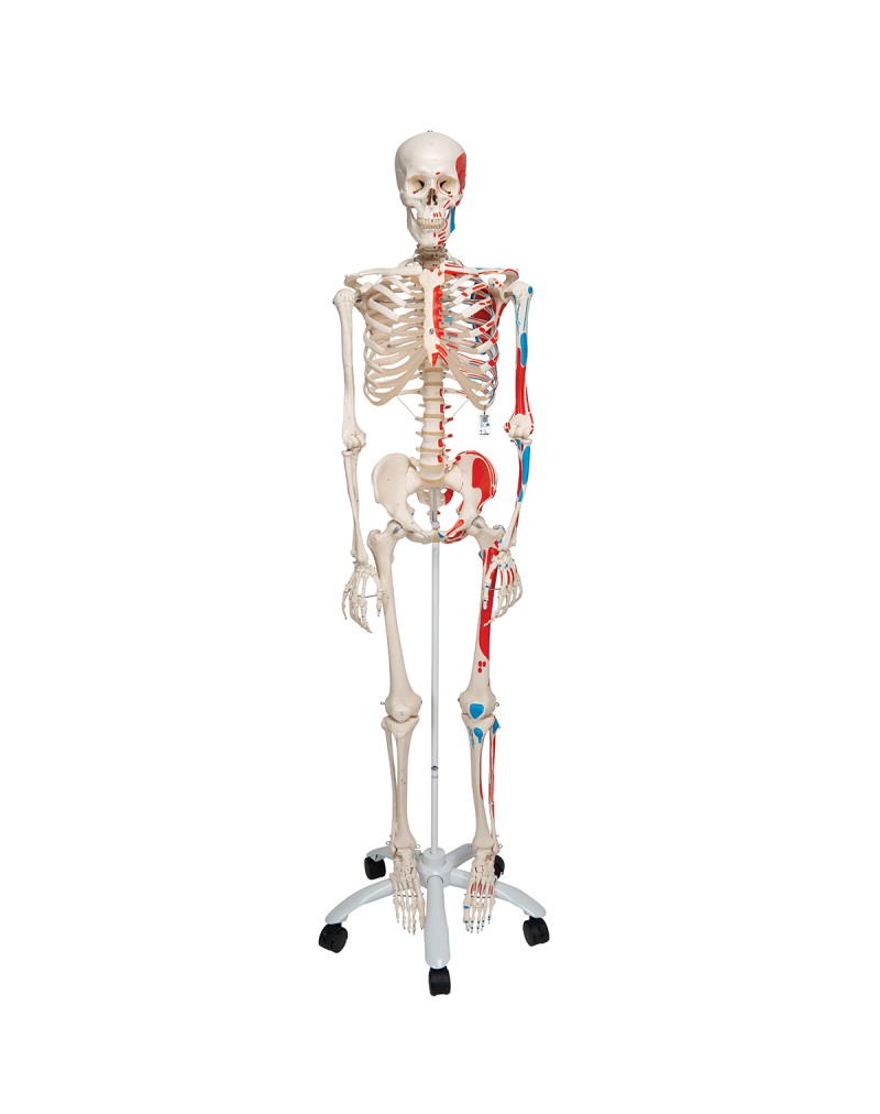 5 tekerlekli metal ayak üzerinde kasları gösteren İskelet Max A11 - 3B Smart Anatomy
