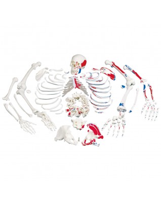 Kas görünümüne sahip iskelet, montajı yapılmamış - 3B Smart Anatomy