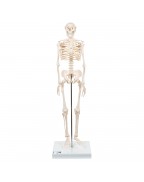 Mini iskelet „Shorty“, ayaklık üzerinde - 3B Smart Anatomy