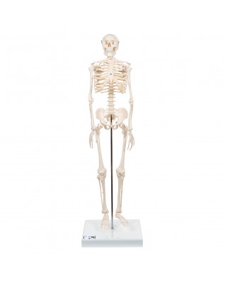 Mini iskelet „Shorty“, ayaklık üzerinde - 3B Smart Anatomy