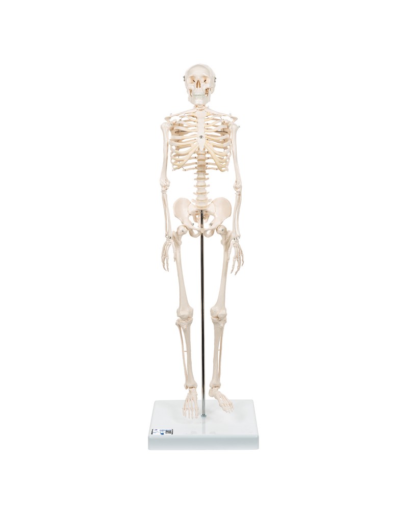 Mini iskelet „Shorty“, ayaklık üzerinde - 3B Smart Anatomy