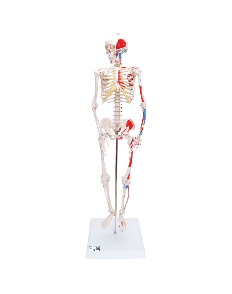 Mini iskelet „Shorty“, boyalı kaslarla, ayaklık üzerinde - 3B Smart Anatomy
