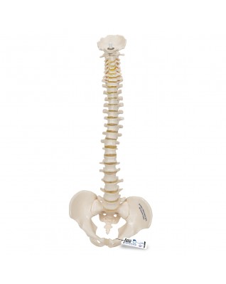 Mini omurga, elastik - 3B Smart Anatomy