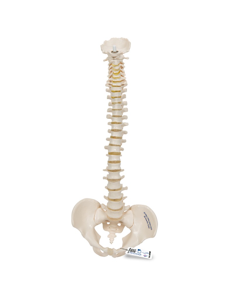 Mini omurga, elastik - 3B Smart Anatomy