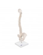 Mini omurga, elastik, destek üzerinde - 3B Smart Anatomy