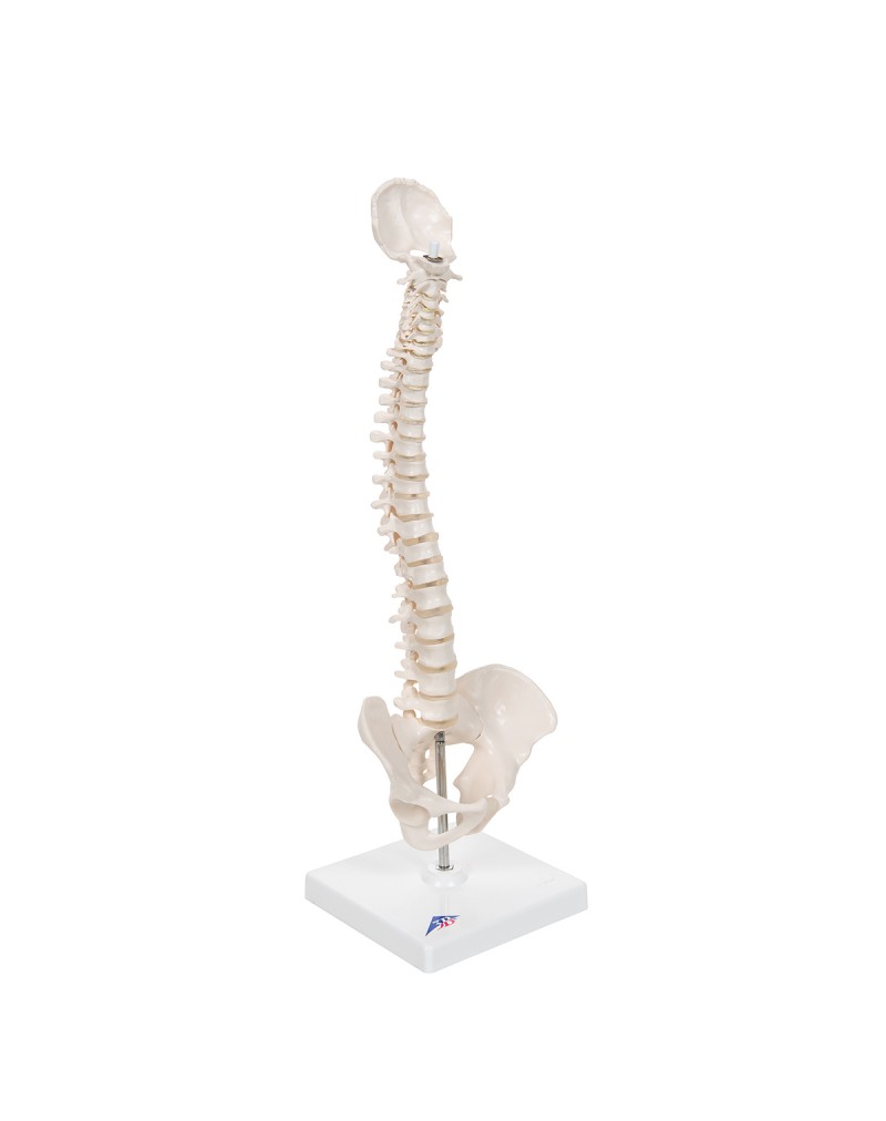 Mini omurga, elastik, destek üzerinde - 3B Smart Anatomy