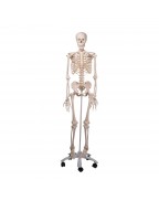 Standart iskelet Stan A10, 5 tekerlekli metal stand üzerinde - 3B Smart Anatomy