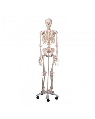 Standart iskelet Stan A10, 5 tekerlekli metal stand üzerinde - 3B Smart Anatomy