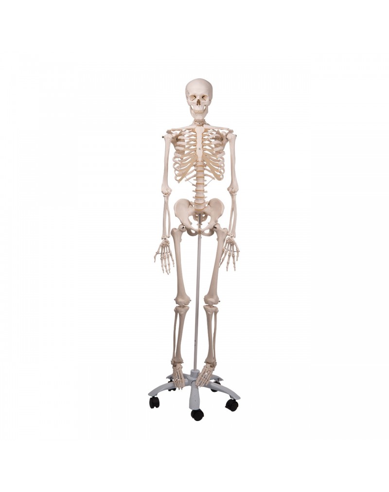 Standart iskelet Stan A10, 5 tekerlekli metal stand üzerinde - 3B Smart Anatomy