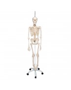İskelet Feldi A15/3S, 5 tekerlekli metal askılı stand üzerinde fonksiyonel iskelet - 3B Smart Anatomy