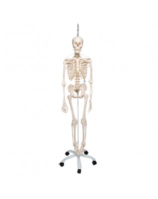 İskelet Feldi A15/3S, 5 tekerlekli metal askılı stand üzerinde fonksiyonel iskelet - 3B Smart Anatomy