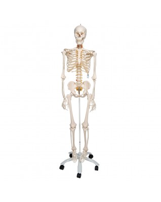 İskelet Fred A15, 5 tekerlekli metal ayak üzerindeki esnek iskelet - 3B Smart Anatomy