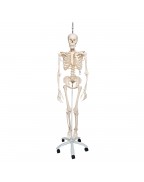 İskelet Phil A15/3, 5 tekerlekli metal askılı stand üzerinde fizyolojik iskelet - 3B Smart Anatomy