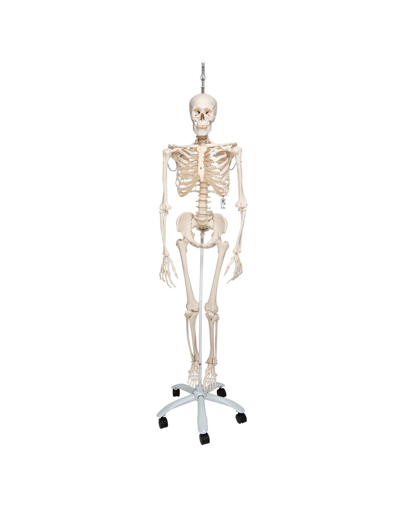 İskelet Phil A15/3, 5 tekerlekli metal askılı stand üzerinde fizyolojik iskelet - 3B Smart Anatomy