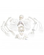 İskelet, montajı yapılmamış, 3 parçalı komple kafatasıyla - 3B Smart Anatomy