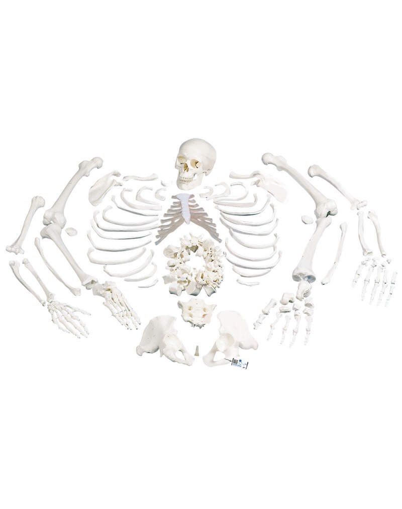 İskelet, montajı yapılmamış, 3 parçalı komple kafatasıyla - 3B Smart Anatomy