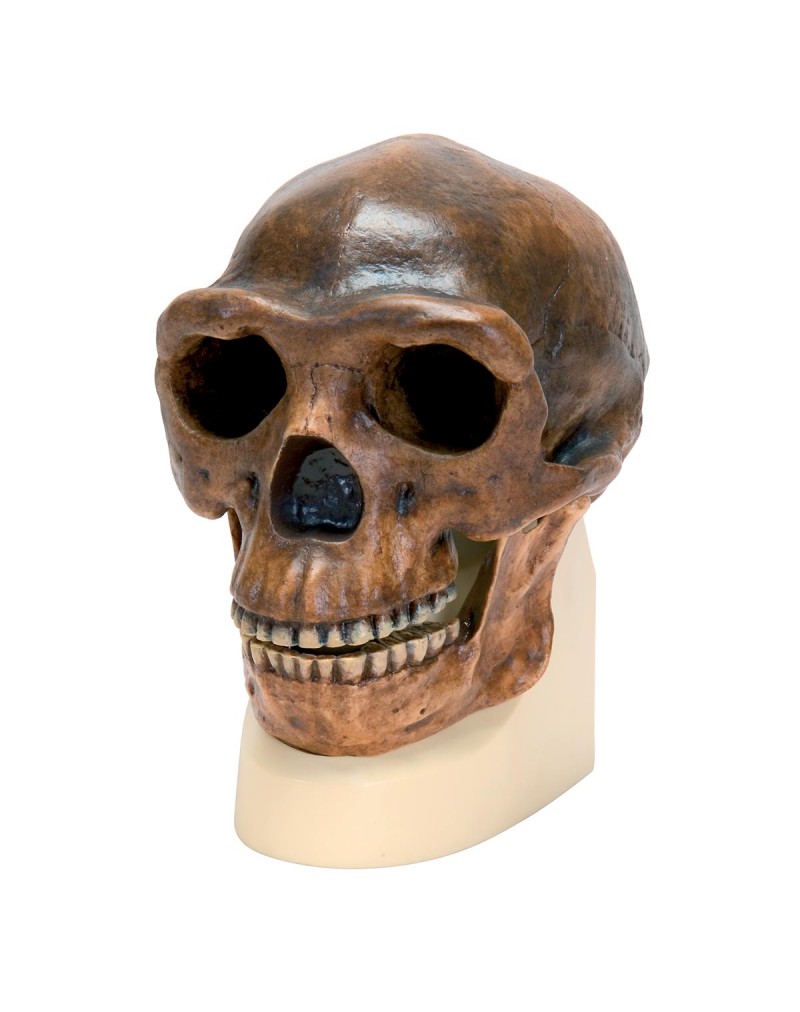 Antropolojik kafatası - Sinantropus