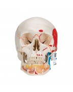 Klasik kafatası, açılmış mandibulalı, boyalı, 3 parçalı - 3B Smart Anatomy