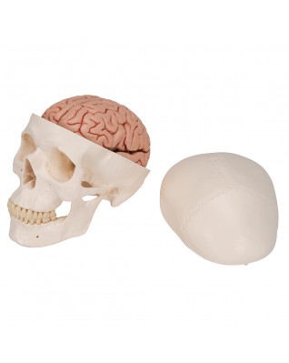 Klasik kafatası, beyinle birlikte, 8 parçalı - 3B Smart Anatomy