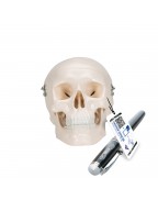 Mini kafatası, 3 parçalı - 3B Smart Anatomy