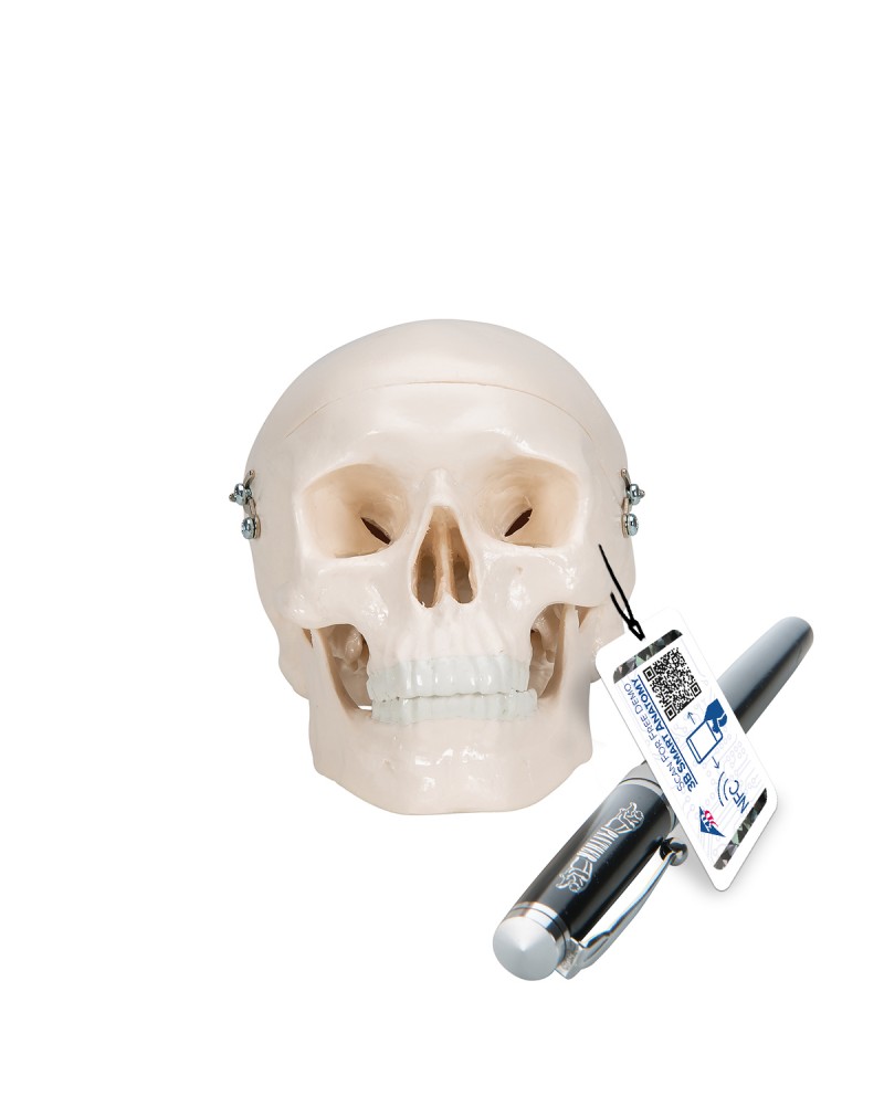 Mini kafatası, 3 parçalı - 3B Smart Anatomy