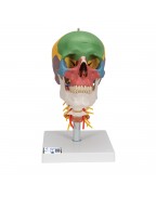 Öğretici kafatası, boyun omurları üzerinde, 4 parçalı - 3B Smart Anatomy