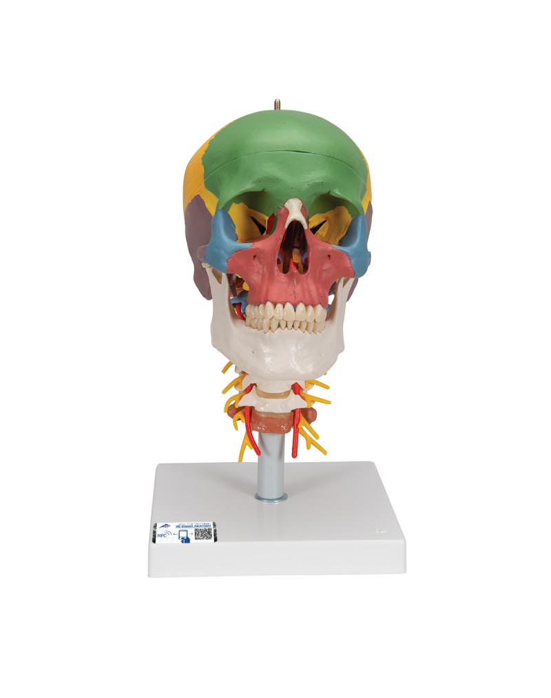 Öğretici kafatası, boyun omurları üzerinde, 4 parçalı - 3B Smart Anatomy