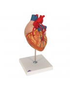 Baypaslı kalp, 2 kat büyütülmüş, 4 parçalı - 3B Smart Anatomy