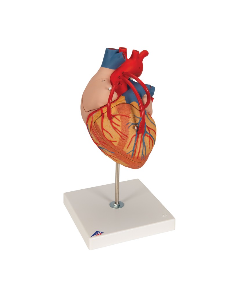 Baypaslı kalp, 2 kat büyütülmüş, 4 parçalı - 3B Smart Anatomy