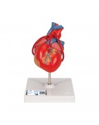 Baypaslı klasik kalp, 2 parçalı - 3B Smart Anatomy