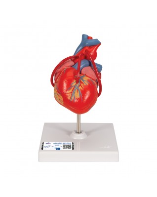 Baypaslı klasik kalp, 2 parçalı - 3B Smart Anatomy