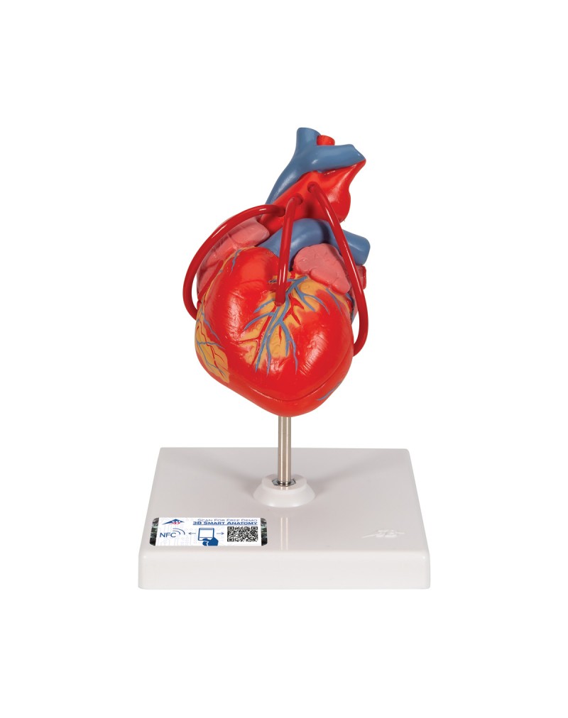 Baypaslı klasik kalp, 2 parçalı - 3B Smart Anatomy