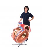 Dev kalp, 8 kat büyütülmüş - 3B Smart Anatomy